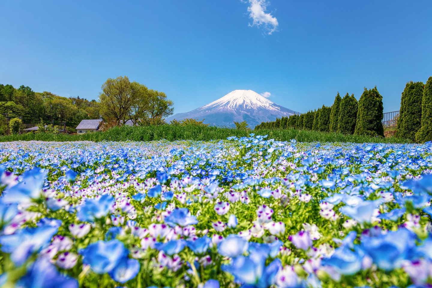 青い花畑の向こうに見える富士山
